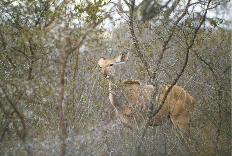 kudu2 antelope-eating leaves in bush.jpg