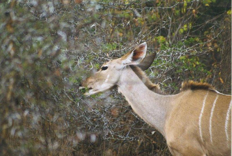kudu3 antelope-eating leaves in bush.jpg