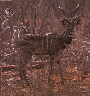 Lesser Kudu-Tragelaphus imberbis 1-standing in bush.jpg