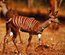 Lesser Kudu-Tragelaphus imberbis 2-walking.jpg