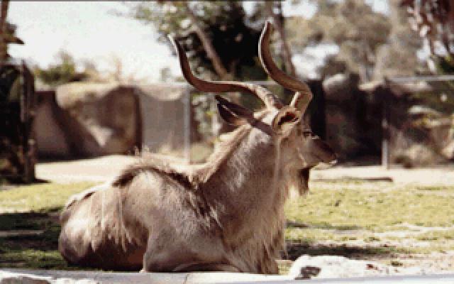 anim007-Greater Kudu-Sitting on the zoo ground.jpg