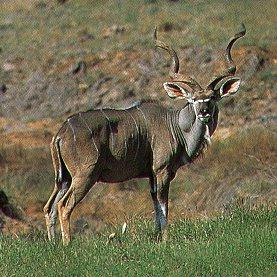 Greater Kudu-Tragelaphus strepsiceros 1-standing on grass.jpg