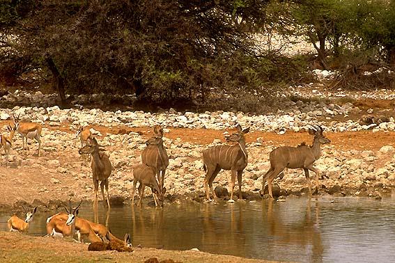 Greater Kudu-Tragelaphus strepsiceros 2-with gazelles in water.jpg