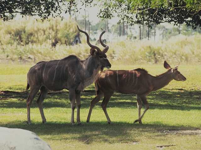 Greater Kudu-Tragelaphus strepsiceros 3-pair on grass.jpg