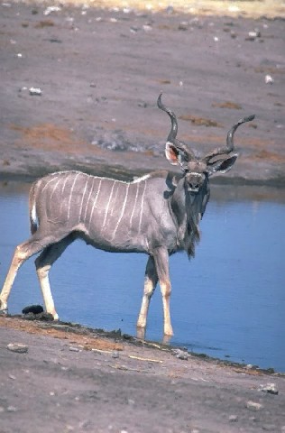 Greater Kudu-Tragelaphus strepsiceros 5-by water.jpg