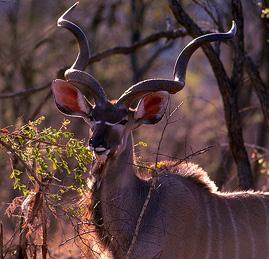Greater Kudu-Tragelaphus strepsiceros 6-face closeup.jpg