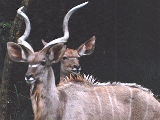 Greater Kudu Antelope-Curly Horned-anim068.jpg