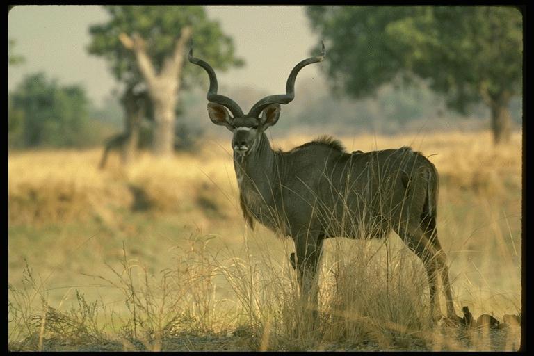Greater Kudu Antelope-Curly Horns-77008.jpg