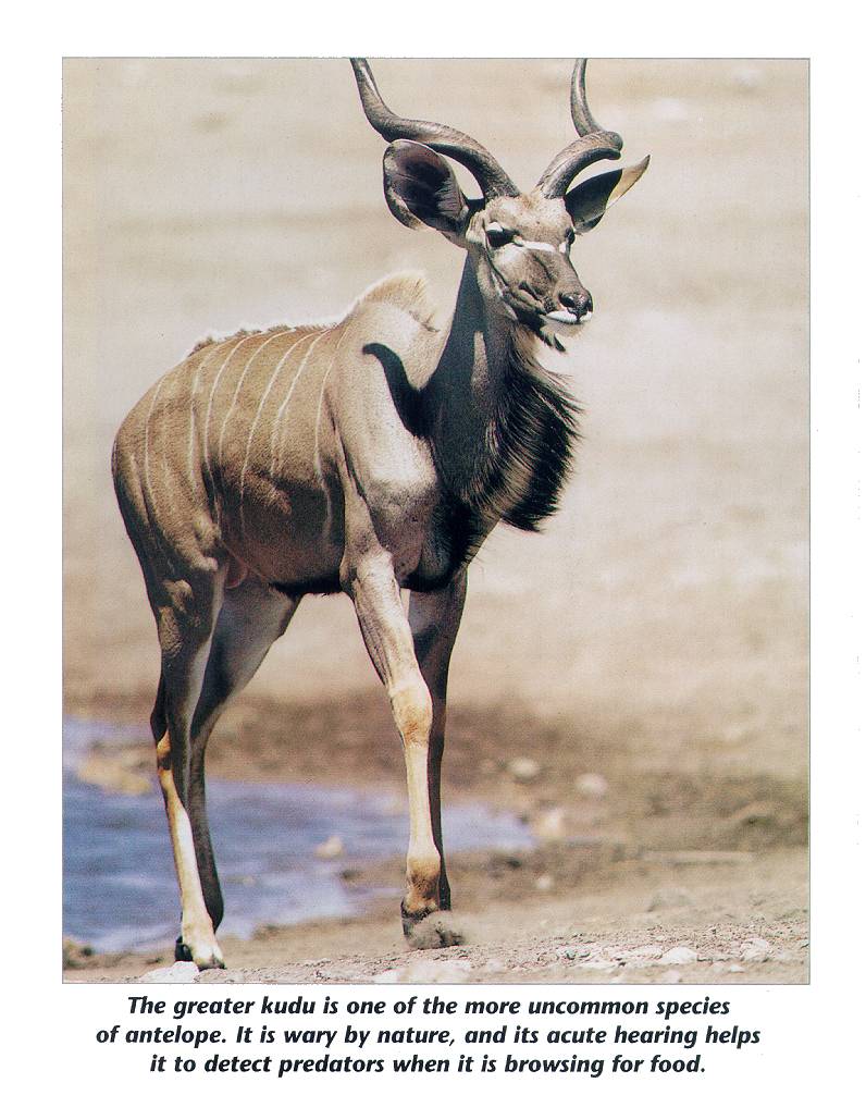 mammal19-Greater Kudu Antelope-closeup.jpg