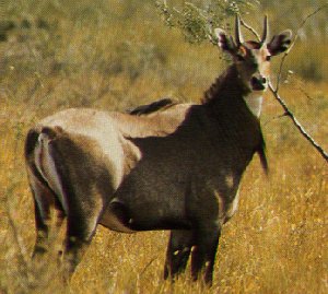 Nilgai Antelope-Boselaphus tragocamelus 1-standing in bush.jpg