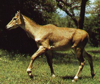 Nilgai Antelope-Boselaphus tragocamelus 2-walking on grass.jpg