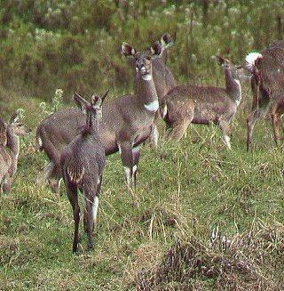 Mountain Nyala-Tragelaphus buxtoni 2-herd on grass hill.jpg