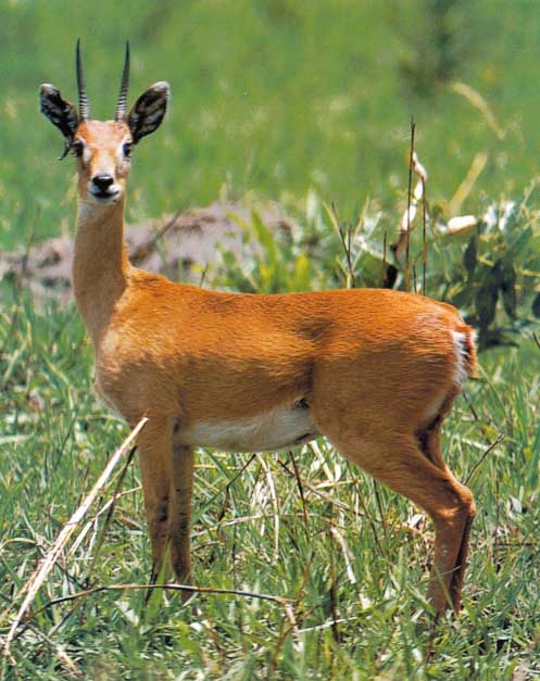 Awhat23-Oribi Antelope.jpg