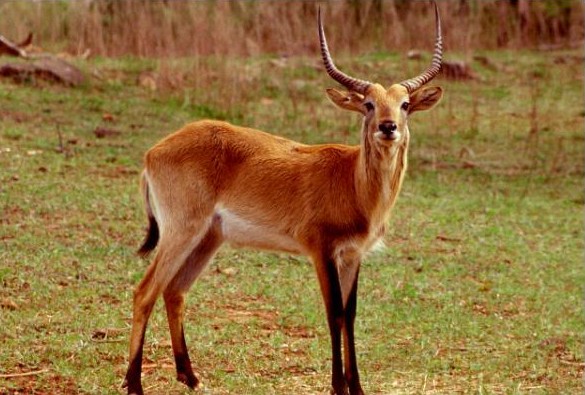 Reedbuck Antelope-Redunca sp 1-on grass in zoo.jpg