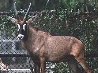 anim065-Roan Antelope-face closeup.jpg