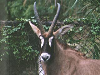 anim066-Roan Antelope-face closeup.jpg