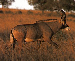 Roan Antelope-Hippotragus equinus 1-walking on grass.jpg