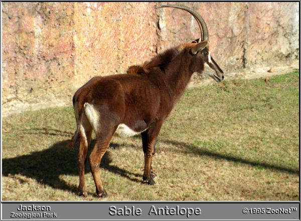 Sable Antelope Jackson Zoo.jpg