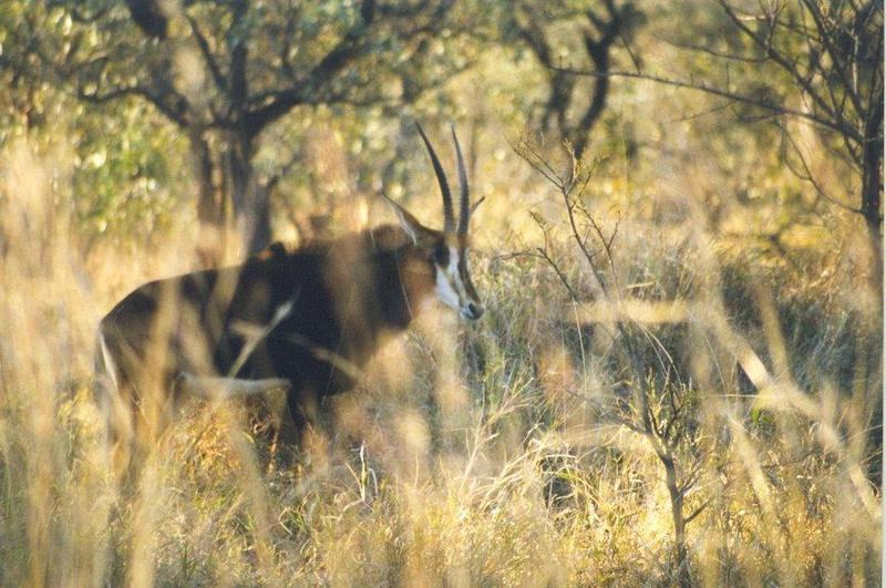 Sable antilope-Antelope-in bush.jpg