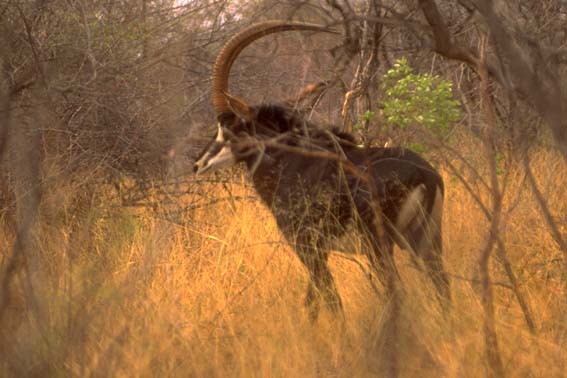 Sabre or Sable Antelope-Hippotragus niger 1-in bush.jpg