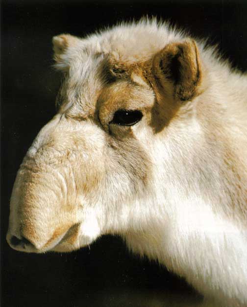 Awhat29-Saiga Antelope.jpg