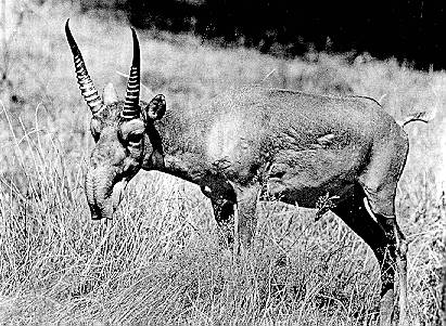 Saiga Antelope03.jpg