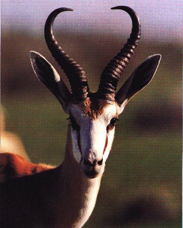 Springbok-Face Closeup.jpg