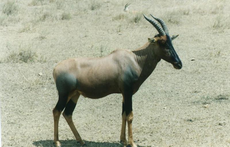 Topi Antelope-safari25.jpg