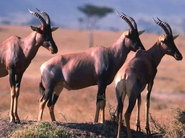 Topi Antelopes-herd on small hill.jpg