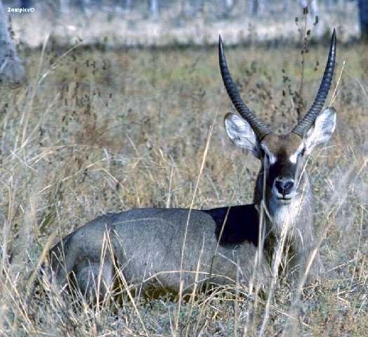 Waterbuck Antelope-Kobus ellipsiprymnus 1-sitting in bush.jpg
