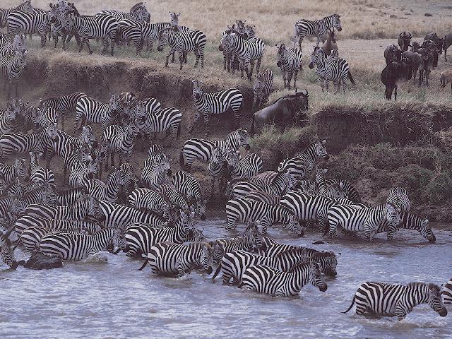 Gnu Wildebeest Zebra Herd River-anim094.jpg