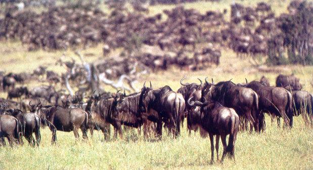 lj African Wildebeests.jpg