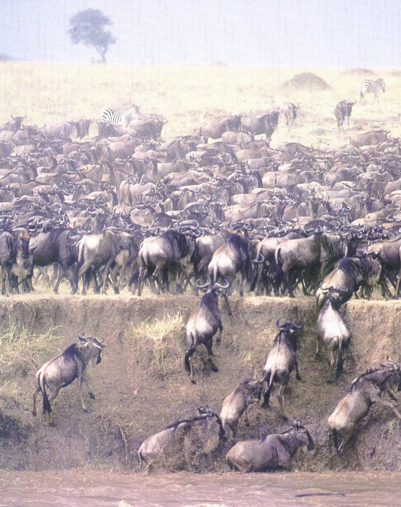lj Wildebeest Crossing The Mara River-Kenya.jpg