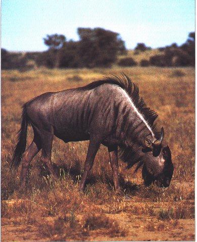 Wildebeest Eats Grass.jpg