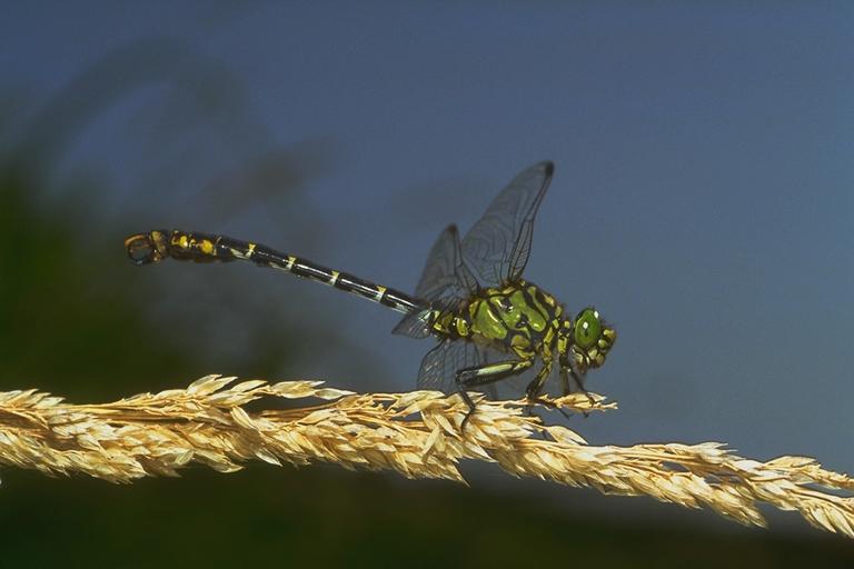 400063-Emperor Dragonfly-on dried plant.jpg