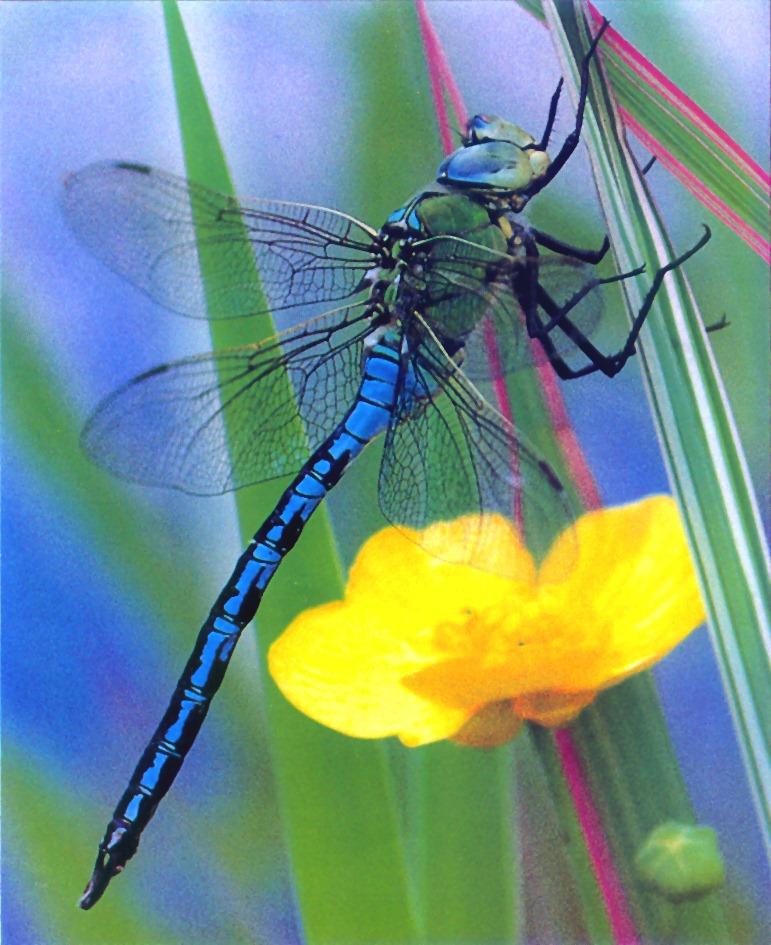 Emperor Dragonfly-hanging leaf on flower.jpg