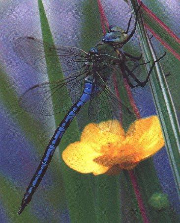 Emperor Dragonfly-Yellow Flower.jpg