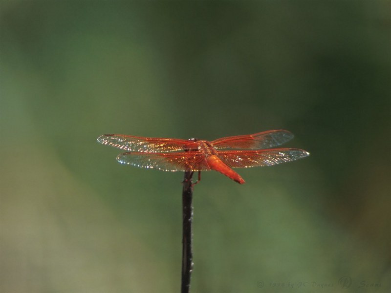 Drgnfly-Red Dragonfly-on branch tip.jpg