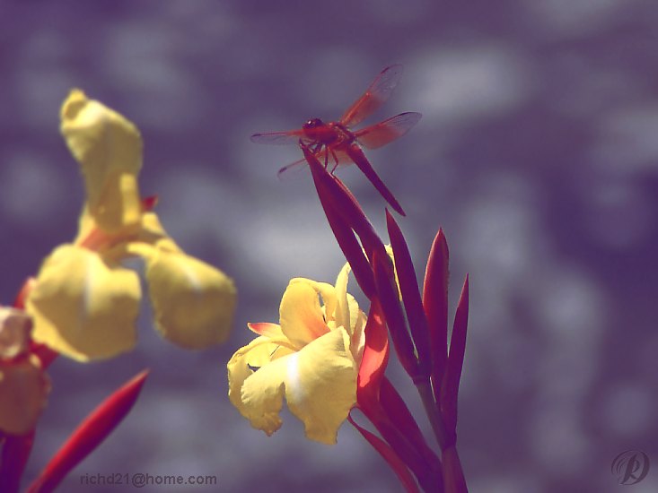 FFlowrfly-Red Dragonfly on red and yellow flower.jpg