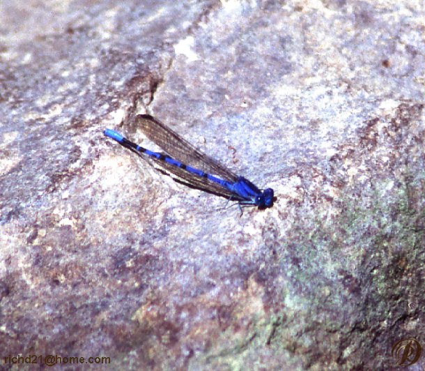 Fdrgnrok1-Blue Dragonfly-On Rock.jpg