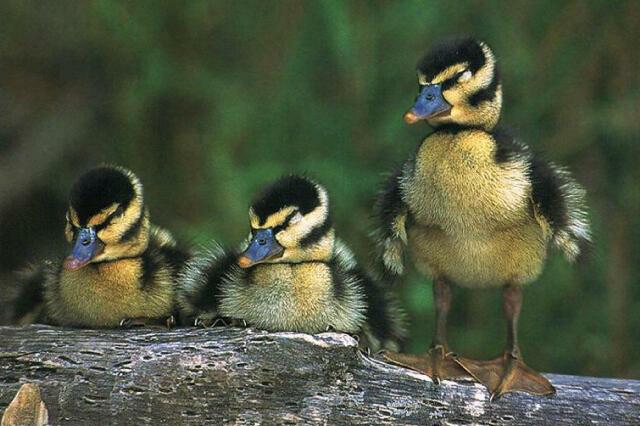 B2 134-Wild Ducklings-On Log.jpg