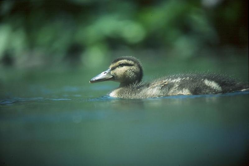 Beautiful Wild Duckling Floating on water.jpg