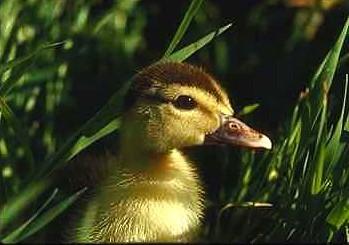 Duck7-Duckling in grass-closeup.jpg