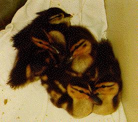 Ducklings-DuckBabies.jpg