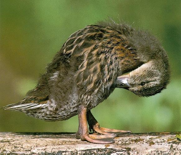 Young Wild Duckling-preening on log-closeup.jpg