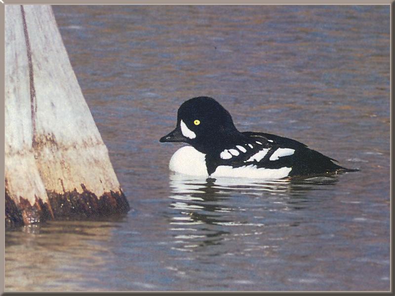 Barrow\'s Goldeneye Duck 02-floating on water.jpg