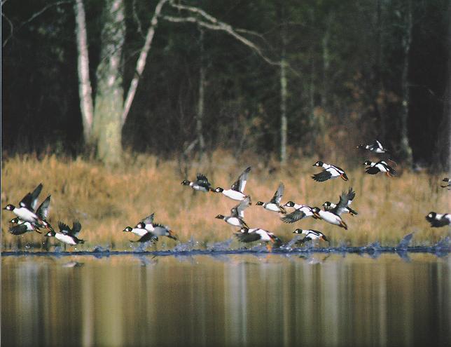 GoldenEye-Wild Ducks flocks landing off.jpg