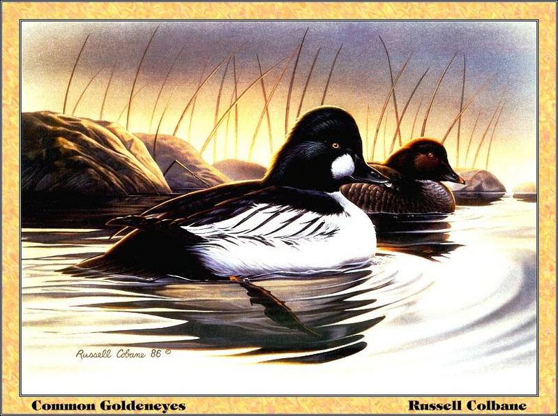 p-mids1986-Common Goldeneye Ducks-Painting by Russell Colbane.jpg