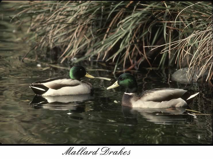 30 Mallard Drakes-wild ducks.jpg