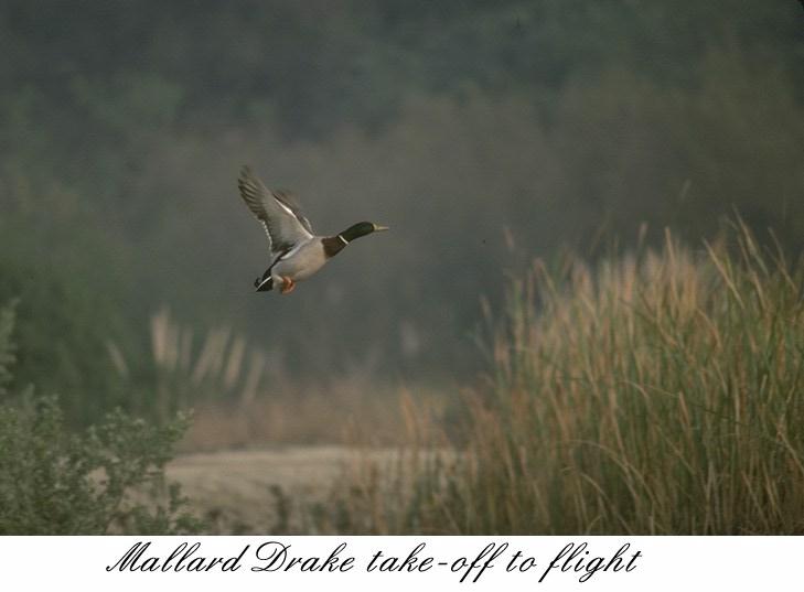 35 mlard-Mallard duck-drake takes off to flight.jpg